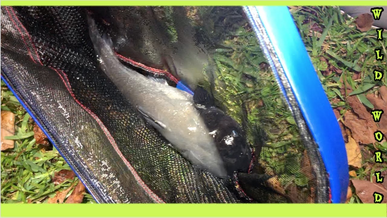 Fish Being Ridden FAREWELL DISEASE RIDDEN FISH! - YouTube