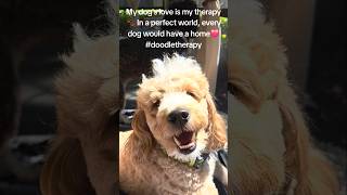 My dog's love is my therapy 🐾In a perfect world 🌏 every dog would have a Home❤️#doodletherapy