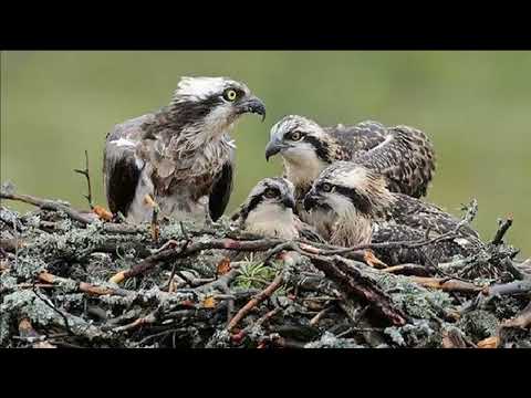 СКОПА - Пернатый рыболов