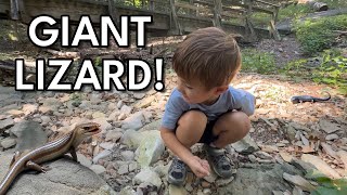 The Big Lizard Chase! 🦎 Finding a Giant Five-Lined Skink on Our Creek Adventure