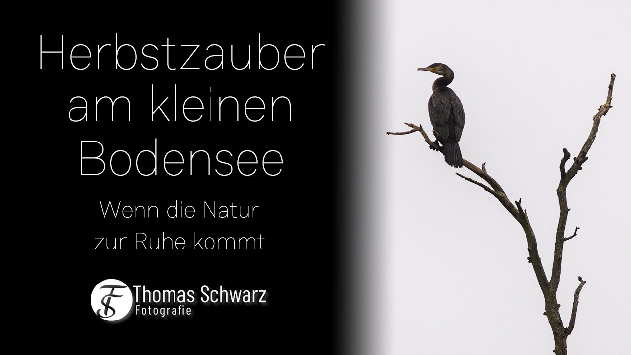 Herbstzauber am kleinen Bodensee - Wenn die Natur zur Ruhe kommt #wildlife