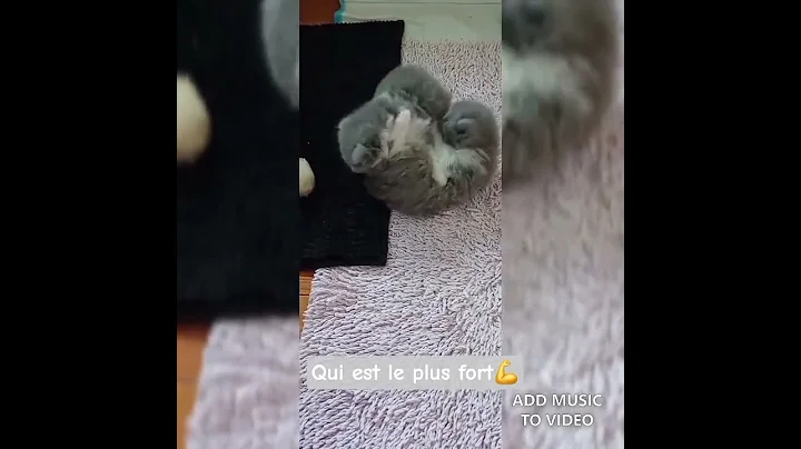 Watch the video about British longhair kitten #beautifulcatvideo #funnycat #cutecat