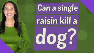 Can a single raisin kill a dog?