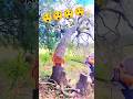 Falling Tree Amazing Skill chainsaw #wood #treeremoval #tree #fall #shortsfeed #shorts