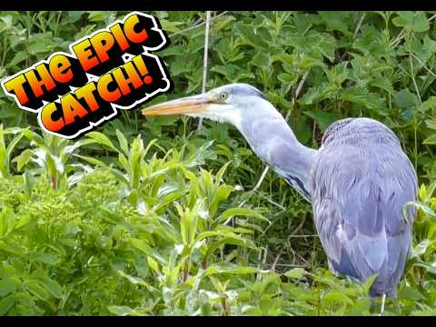 The Epic Catch!