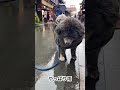 秋田犬長毛カイ高山の雨散歩