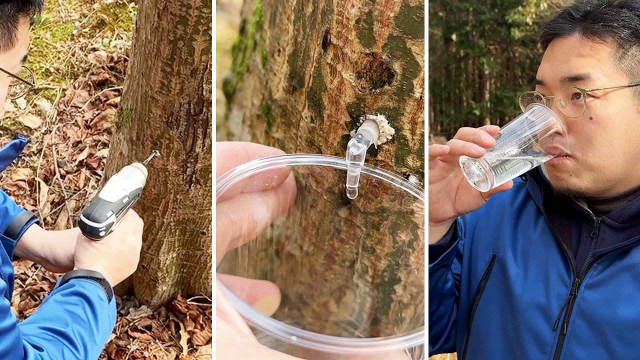 放置された木にドリル突っ込んで出た汁が甘ーい！