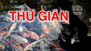 Nhạc Piano Thư Giãn nhẹ nhàng bên hồ Cá Koi đẹp nhất thành phố screenshot 3