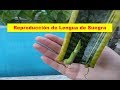 Reproducir lengua de suegra en agua | Espada de San Jorge