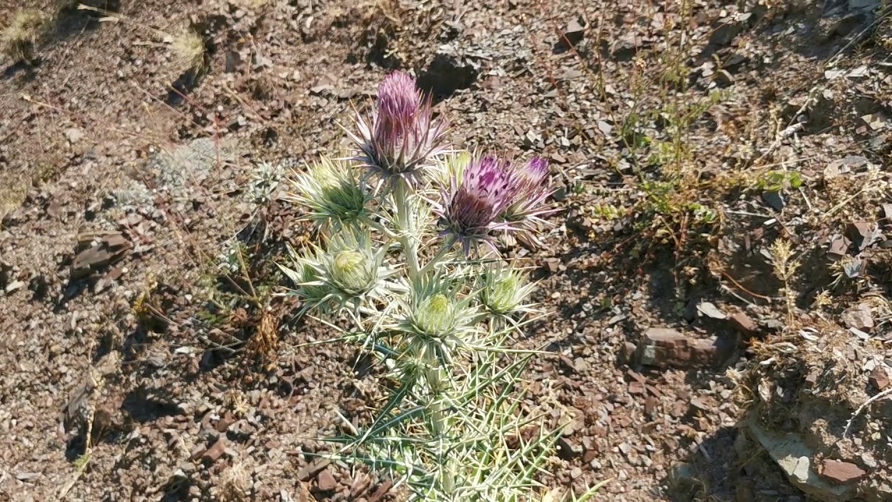 Αφρικανικός Πτιλοστήμων (Ptilostemon afer subsp. afer)             στις πλαγιές της Χελιδόνας