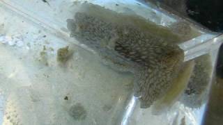 Tridacnid clam eating flatworm