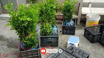 1000 cây nguyệt quế hạt và 10 cây thị giống gửi khách ở Khánh Hòa