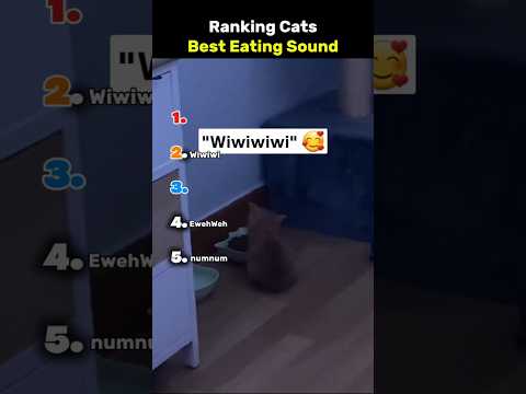 Ranking Cats Best Eating Sound
