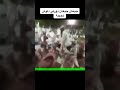 سامري الوادي قديم جيعان جيعان