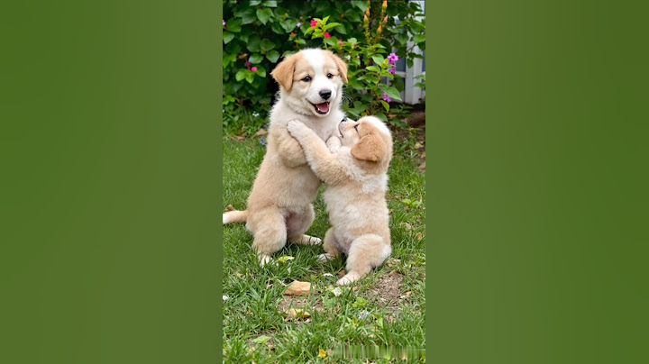 cute puppy adorable video #puppy #cute #pets #dog #animals #funny