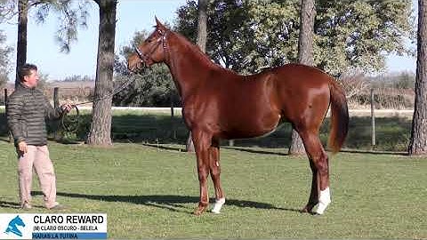 11- CLARO REWARD -m- (Claro Oscuro - Belela por Grand Reward)