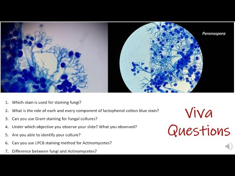 All about Lactophenol cotton blue Staining | Viva questions | MSc practical series | Fungi