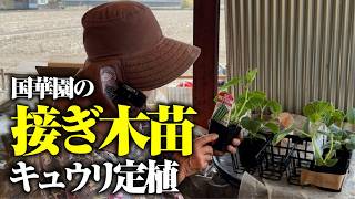 【立派な苗を植えました】接ぎ木苗定植はここに注意が必要です【夢そだち】【国華園】【接ぎ木苗】