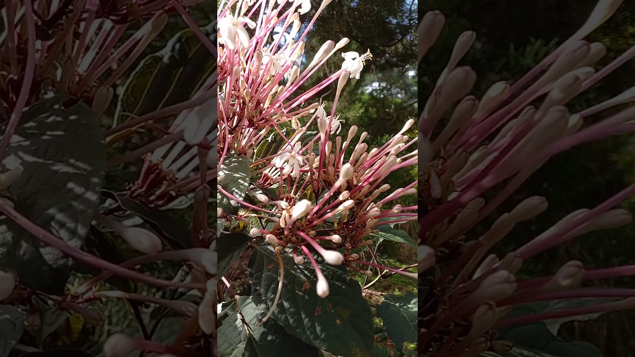 BEAUTIFUL Bagauwak in BLOOM😍😍😍/FIREWORKS PLANT/SHOOTING STAR /STARBURST/Clerodendrum quadriloculare