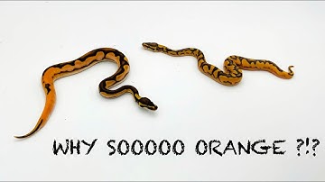 How is the snake so Orange?