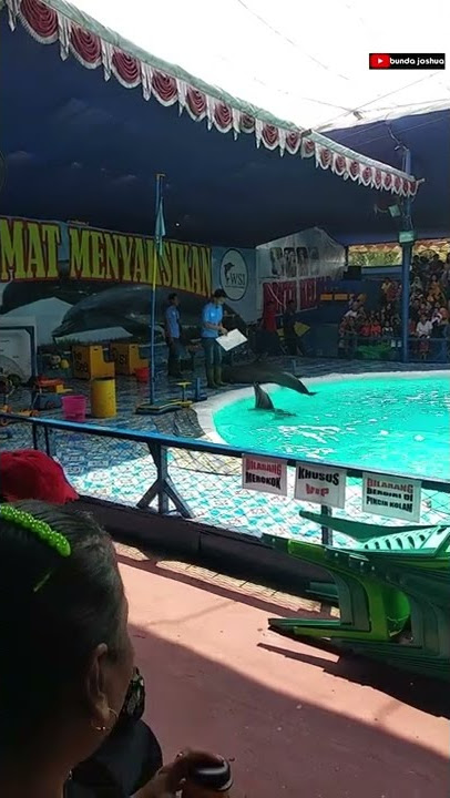 Ikan Lumba-lumba bisa berhitung