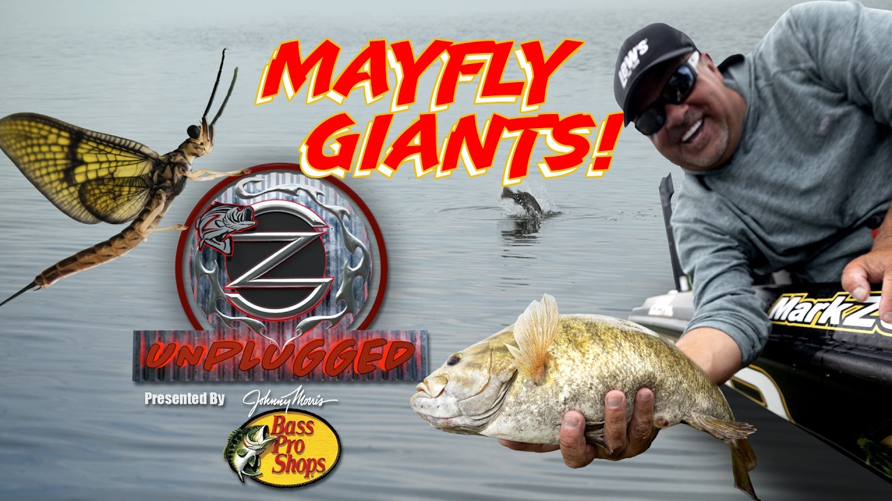 MAYFLY Madness Catching GIANT Smallmouth – ZONA Unplugged Episode #16