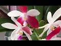 Orchids/Орхидеи в моей коллекции. Обзор/update орхидей 11.04.2019 ч.1