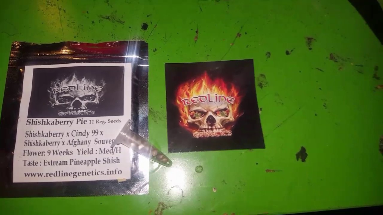 Shishkaberry Pie from Redline Genetics