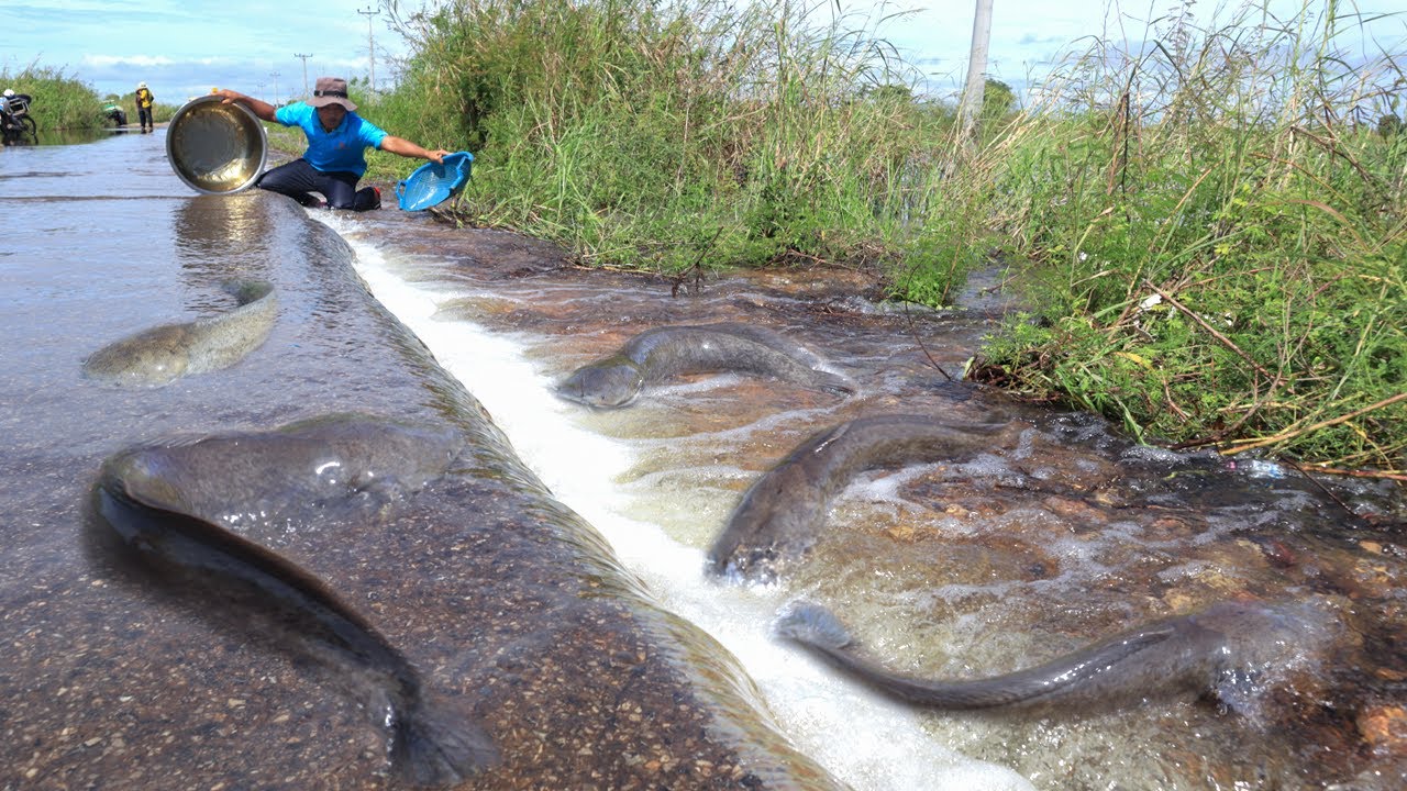 Flood Fishing Gone Wild | Massive Catfish Catch: Village Fishing Miracle – Huge Catfish Harvest