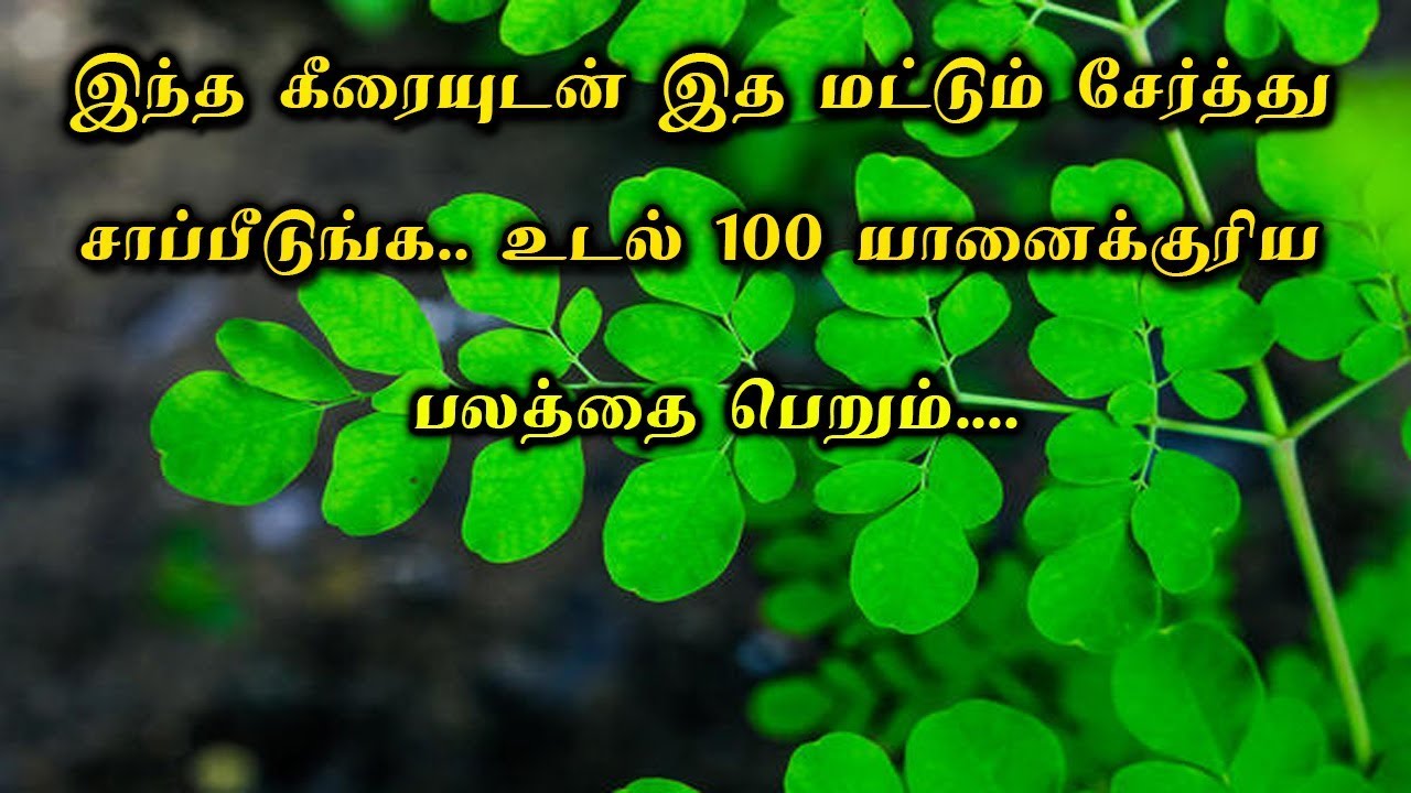 murungkai-keeri-benefits-in-tamil