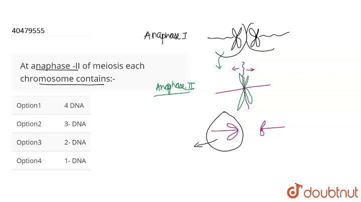 At the end of anaphase i in meiosis, each pole of the cell contains which of the following?