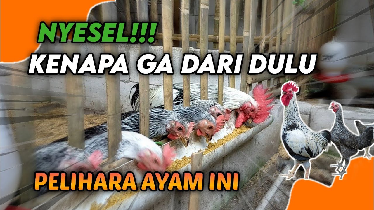 ALASAN KENAPA HARUS PUNYA AYAM GAOK | REVIEW AYAM EPS 4 