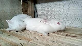 Coelho cruzando e desmaiando / rabbit crossing and passing out ...