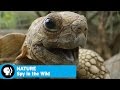 Spy Creatures and Animal Behavior