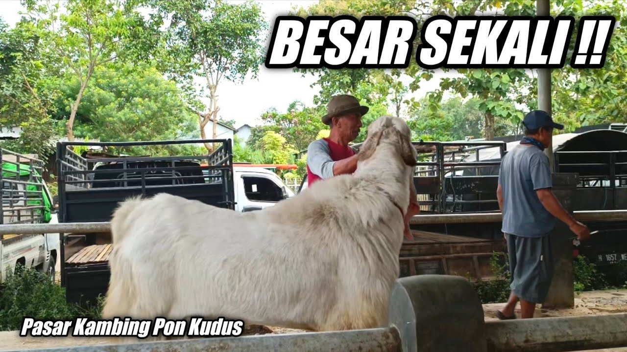 JUMBO SEKALI !! KAMBING TERBESAR DI PASAR PON KUDUS