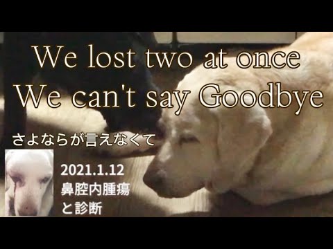 余命一週間宣告【2匹が一度に亡くなった夏🌈】お母さんからの手紙 さよならが言えなくて 鼻腔内腫瘍  ルーティンVlog 可愛いラブラドールレトリバーパピー🦮ラム