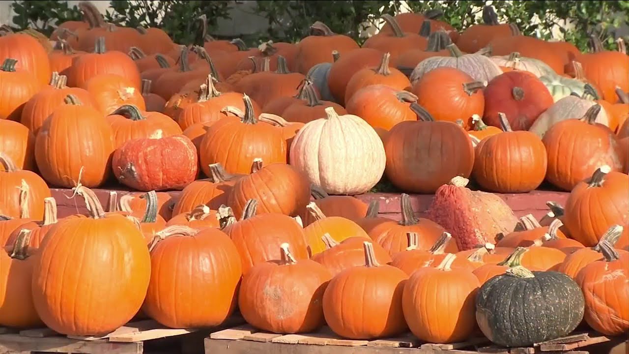 Fall guide: Pumpkin patches, ghost tours and more - Reporter ...