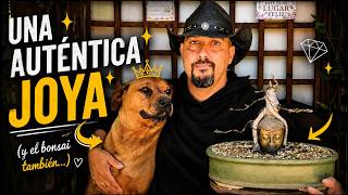 Hoy nace una nueva Joya BONSAI | sobre cabeza de bronce de Buda