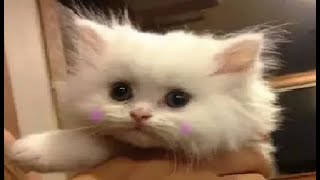 Cute & Funny Cats Compilation try not to laugh challenge