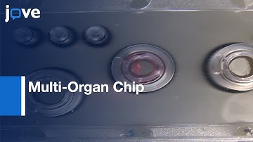 Multi-Organ Chip-Microfluidic Platform For Long-Term Multi-Tissue Coculture l Protocol Preview