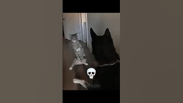 The Strong Cats 💀 | Last Cat Amazing #cat #animals #trollfaceedit #edit