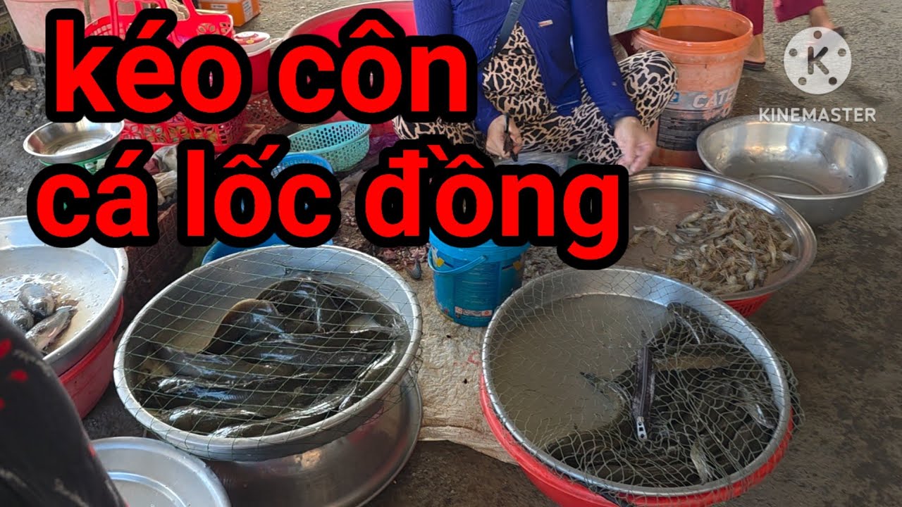 Đi chợ tân nghĩa mua cá lốc đẩy côn 