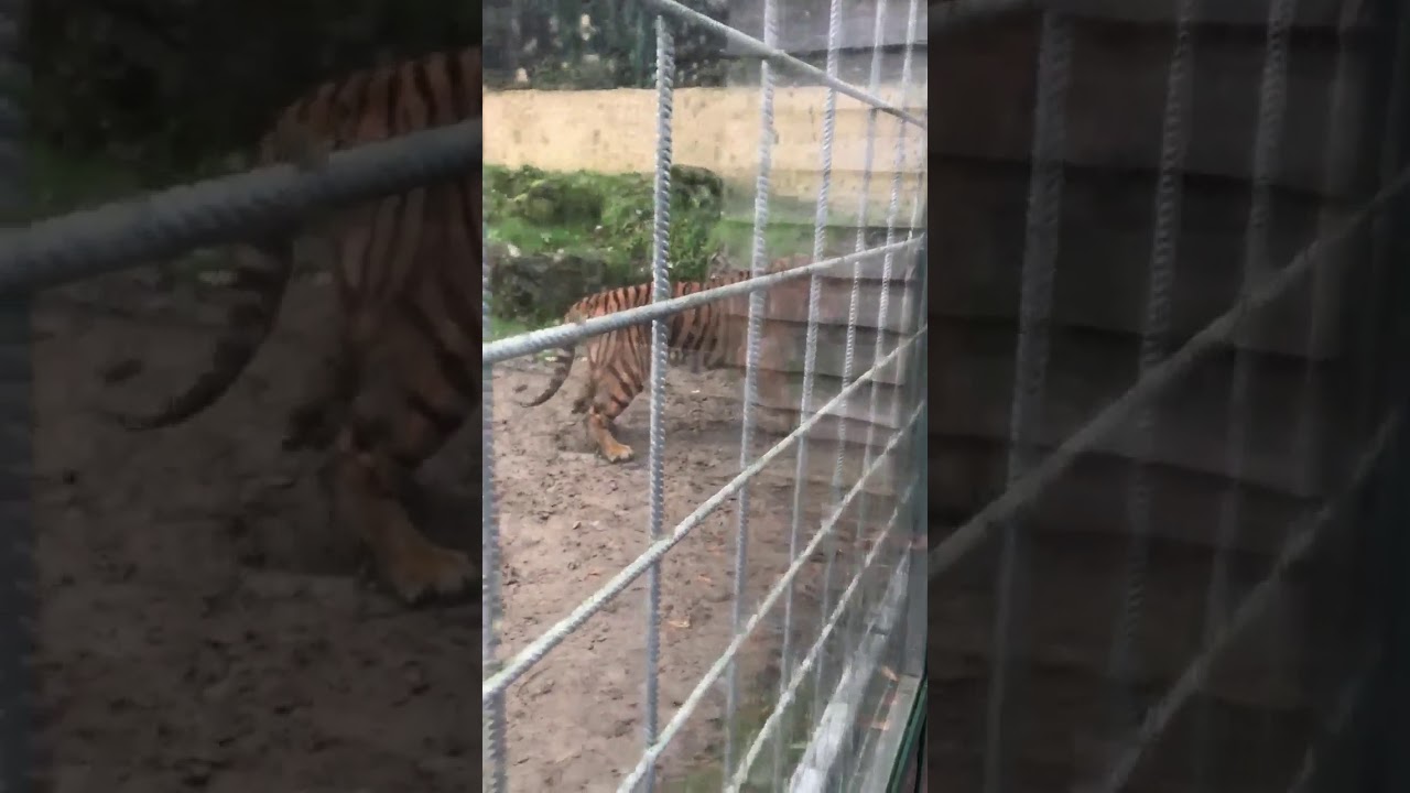 Tigres du zoo de Bouillon 2017 Combat YouTube