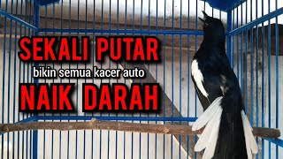 SUARA BURUNG kacer gacor TARUNG BUKA EKOR ini AMPUH buat PANCINGAN KACER agar EMOSI