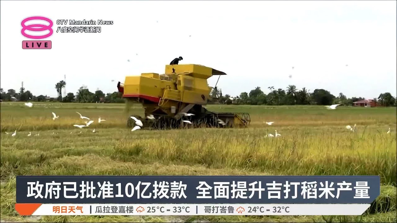 政府已批准10亿拨款  全面提升吉打稻米产量【2025.04.22 八度空间华语新闻】