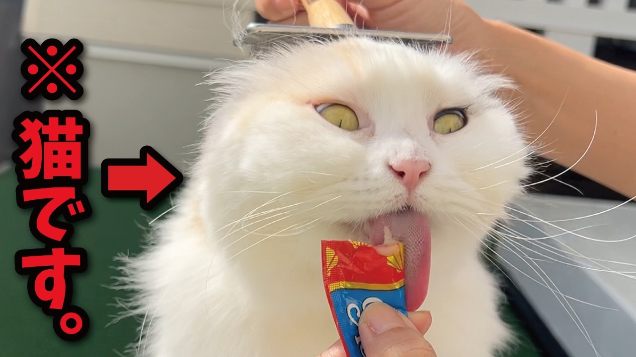 Here's a cat who accidentally made a funny face that was on TV