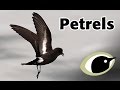 BTO Bird ID طيور النوء mp3