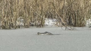 Frozen alligator spotted in South Carolina pond during southern snowstorm