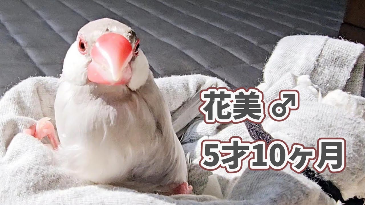 花美ちゃん元気です 文鳥 花美♂ #ぴのはな #pinohana #文鳥 - YouTube