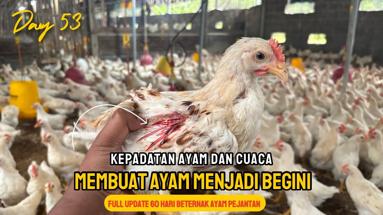 DAY 53 - BAHAYA KANIBAL PADA AYAM PEJANTAN
